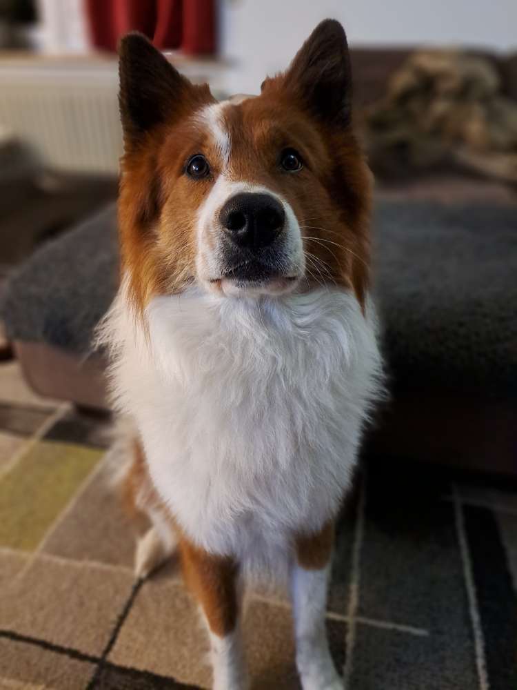 Hundetreffen-Neue Freunde zum Rennen gesucht-Profilbild