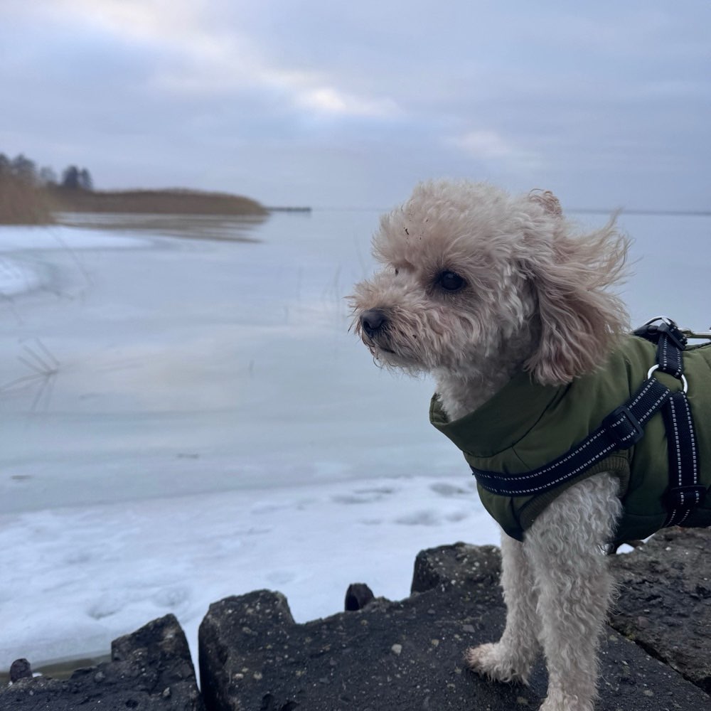 Hundetreffen-Pudel Treff/ Spiel Freunde-Profilbild