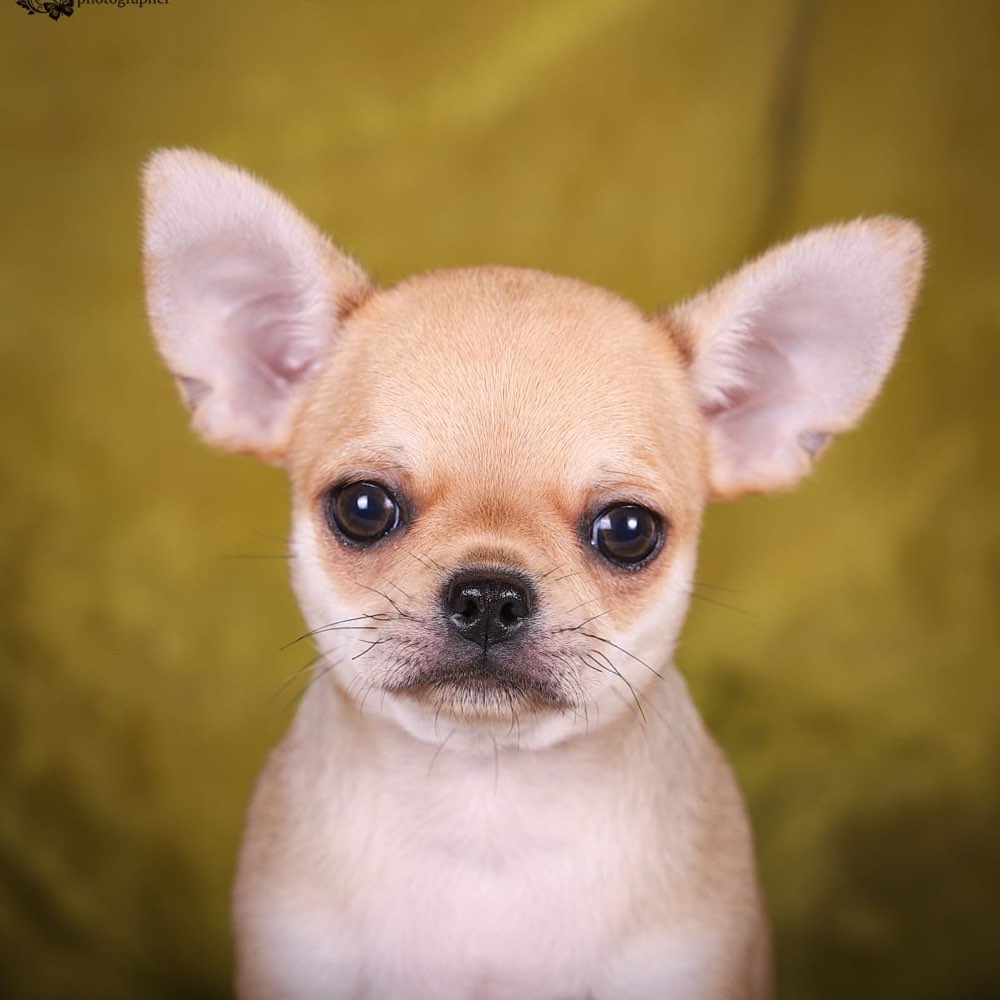 Hundetreffen-Toro sucht Freunde-Profilbild