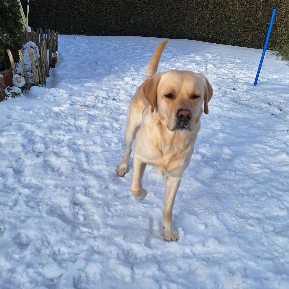 Hundetreffen-Spielpartner für Merlin gesucht-Profilbild