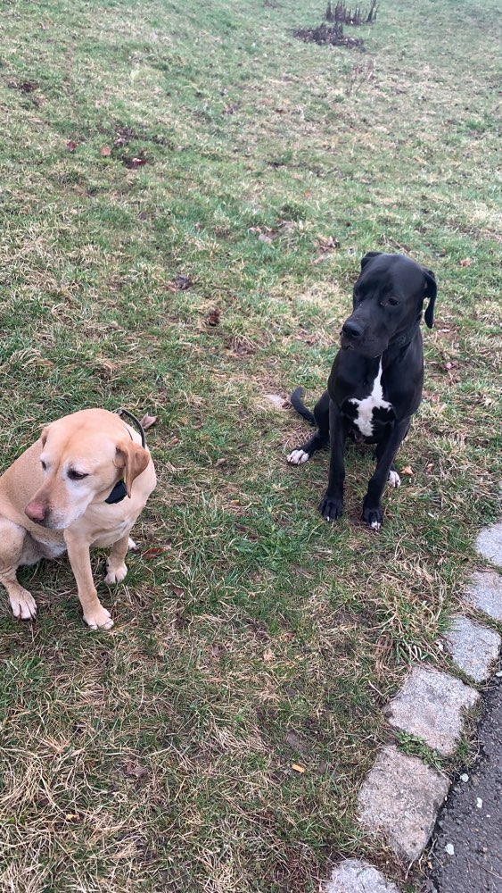 Hundetreffen-Entspannte Hunderunde-Profilbild