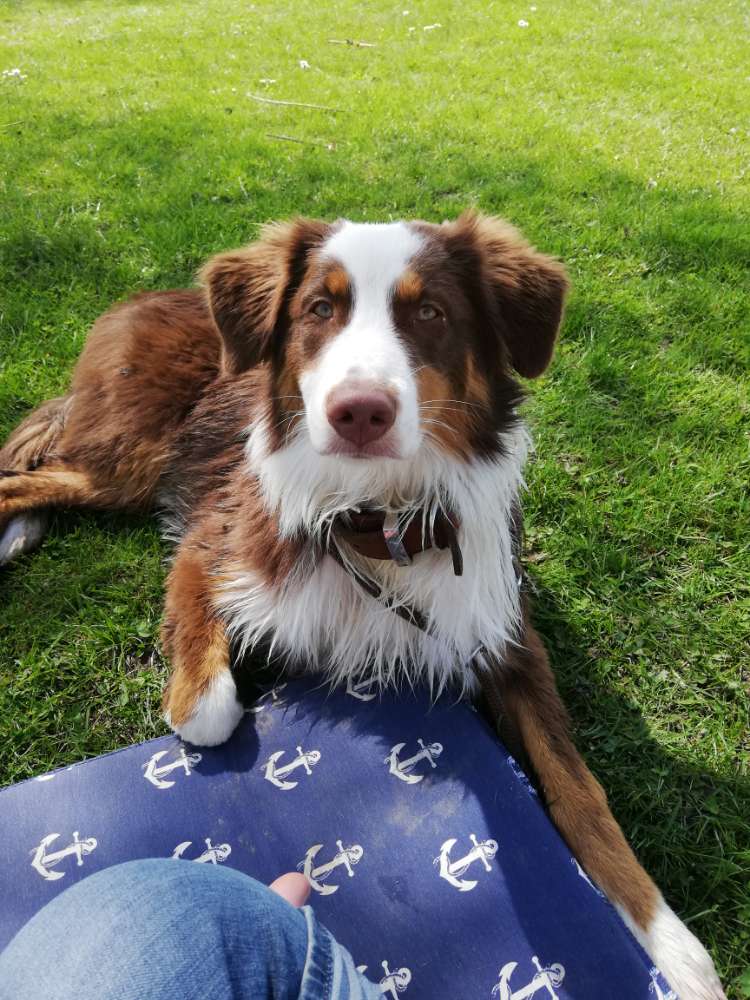 Hundetreffen-Sozialisierungstreff-Profilbild