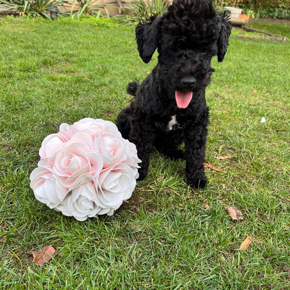 Hundetreffen-Spielen in Zeuthen/Eichwalde/Schulzendorf-Profilbild