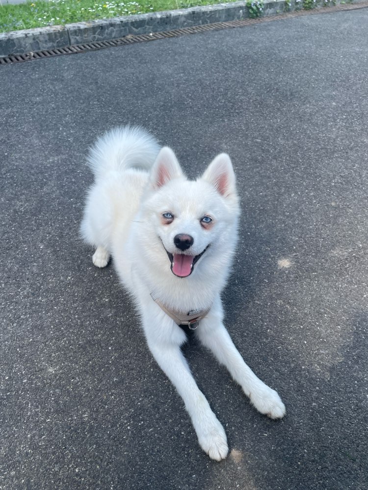 Hundetreffen-Spieltreff in Zürich-Profilbild