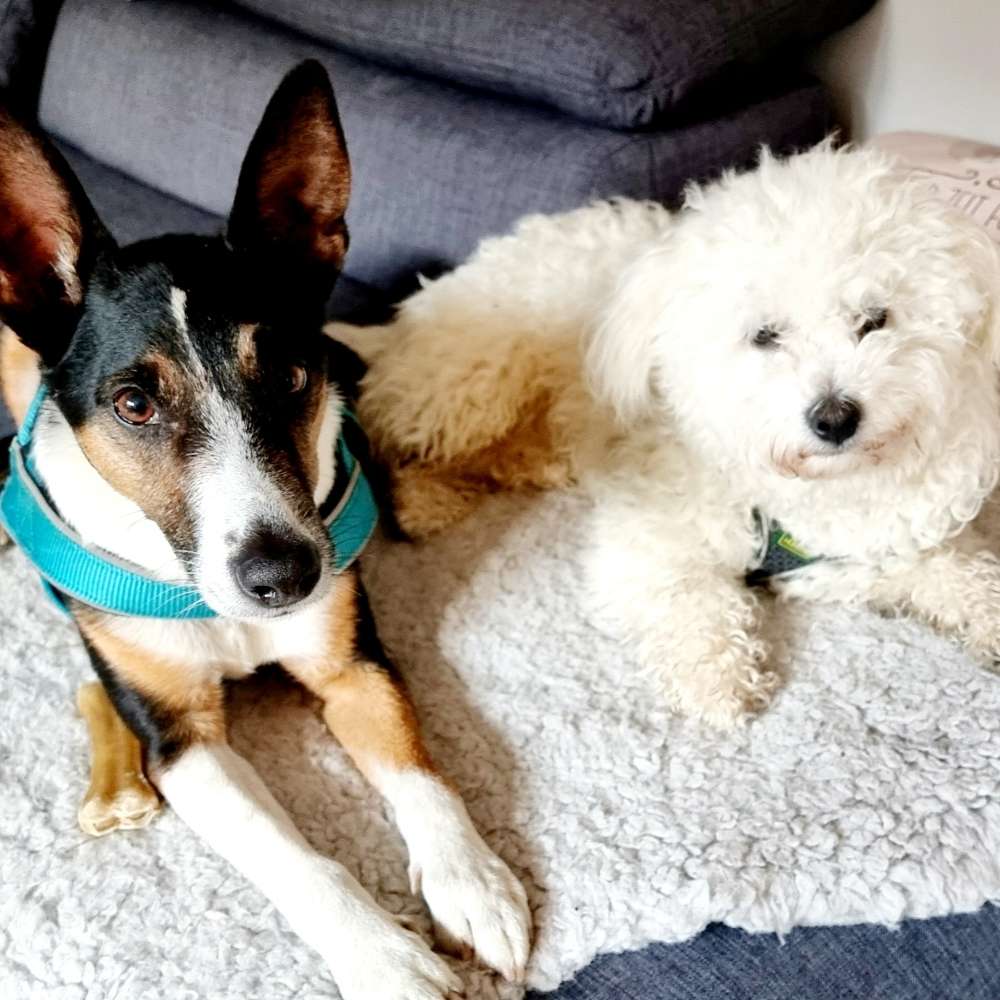 Hundetreffen-Treffen mit "Kleinhunden"-Profilbild