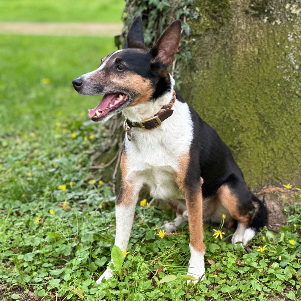 Hundetreffen-Urlaubsbetreuung nach Absprache (vorwiegend Kleinhunde)!-Profilbild