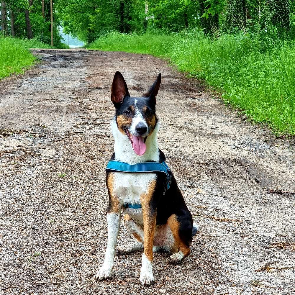 Hundetreffen-Regelmäßigige Gassirunden/ Wanderrunden in und um Osnabrück drumherum-Profilbild