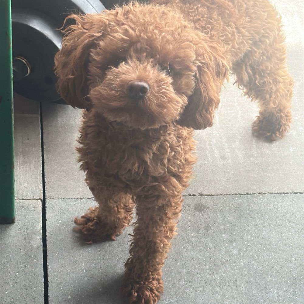 Hundetreffen-Play date for Milo-Profilbild