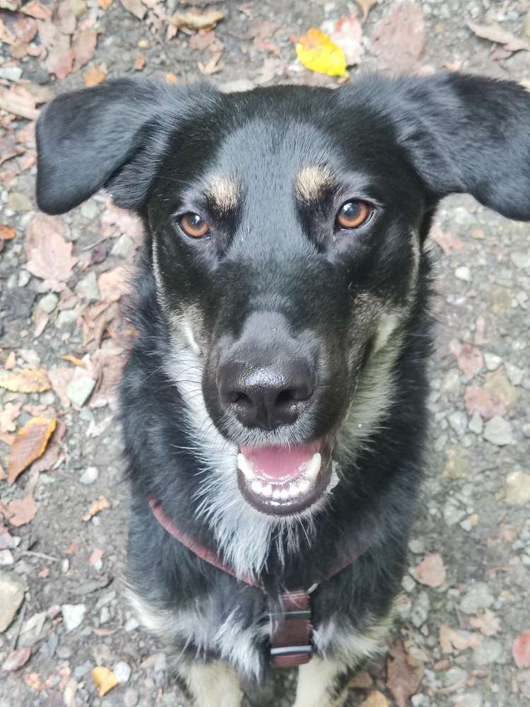 Hundetreffen-Neue Kumpels kennenlernen-Profilbild