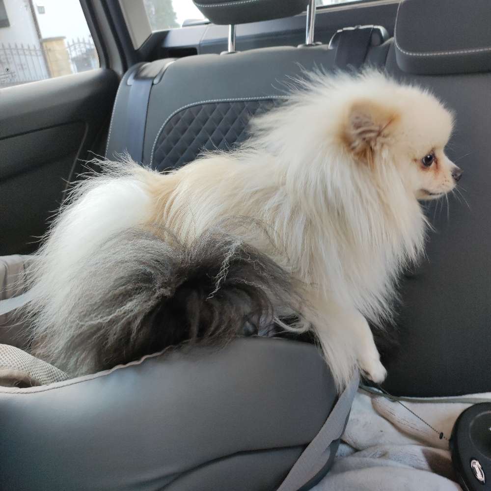 Hundetreffen-Pomeranian Treffen-Profilbild