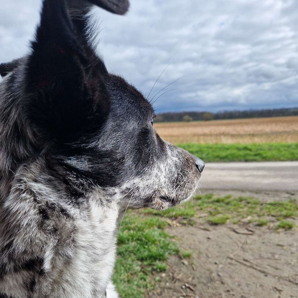 Hundetreffen-Neue Hundfreunde finden-Profilbild