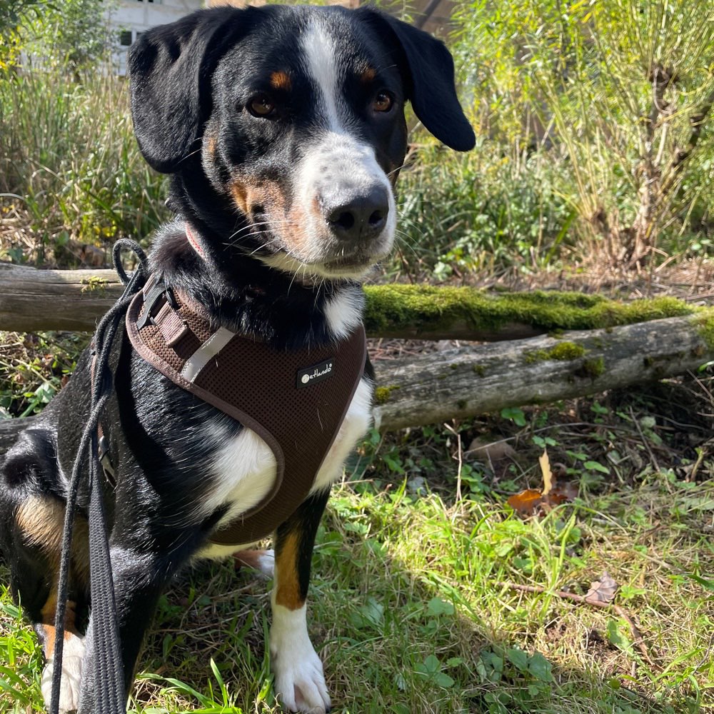 Hundetreffen-Spielerunde :)-Profilbild