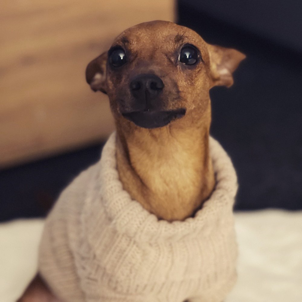 Hundetreffen-Suche Freunde in meiner Größe 🙃-Profilbild