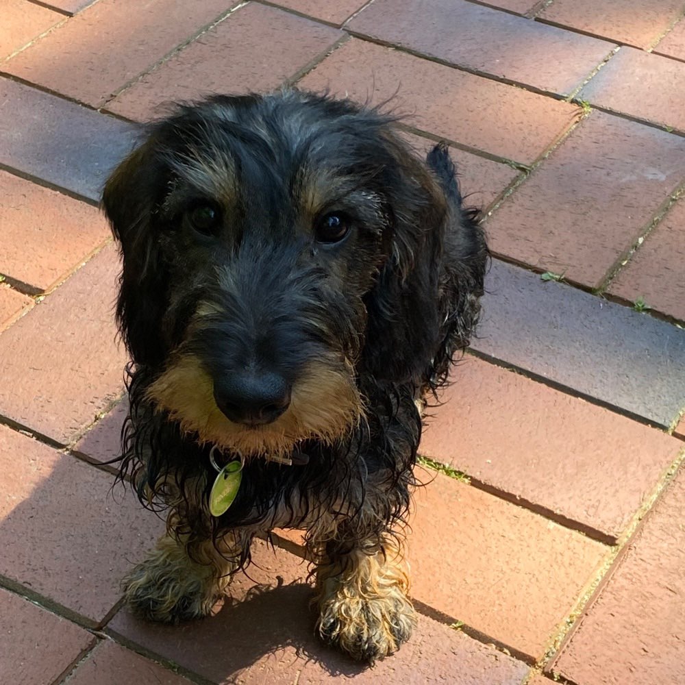 Hundetreffen-Kleinhund (Welpe & Junghund )-Profilbild