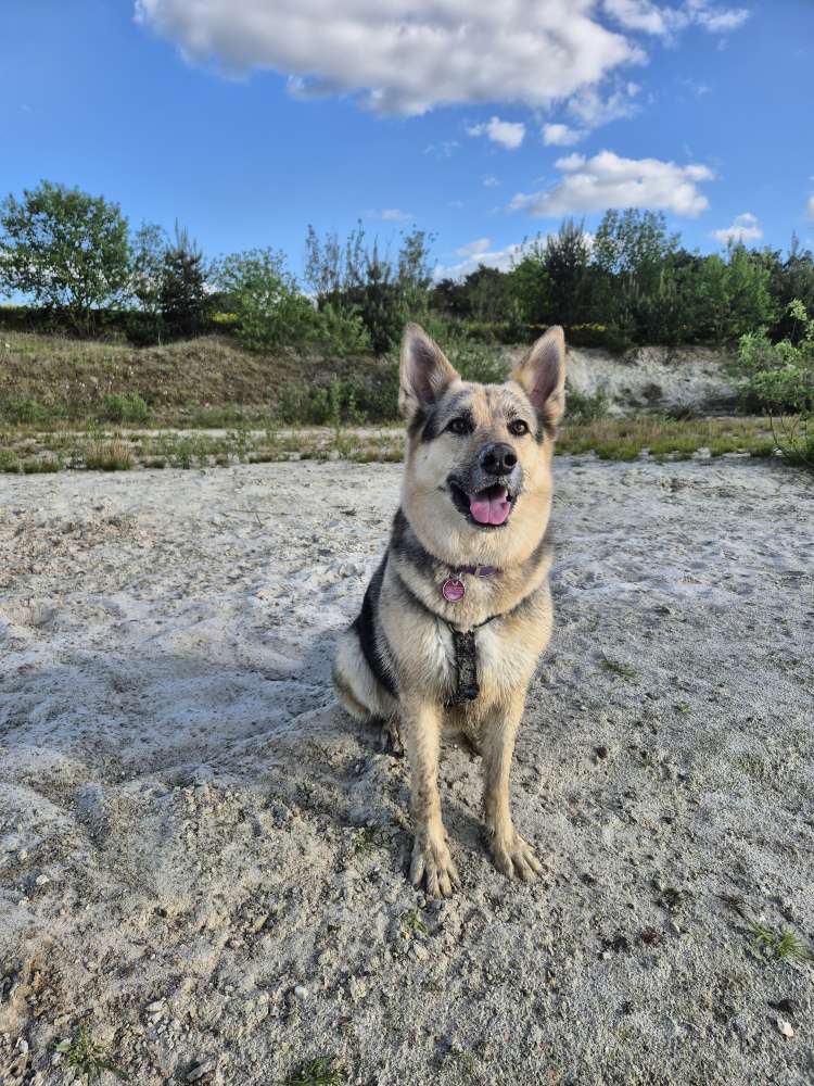Hundetreffen-Spazieren / Wandern-Profilbild