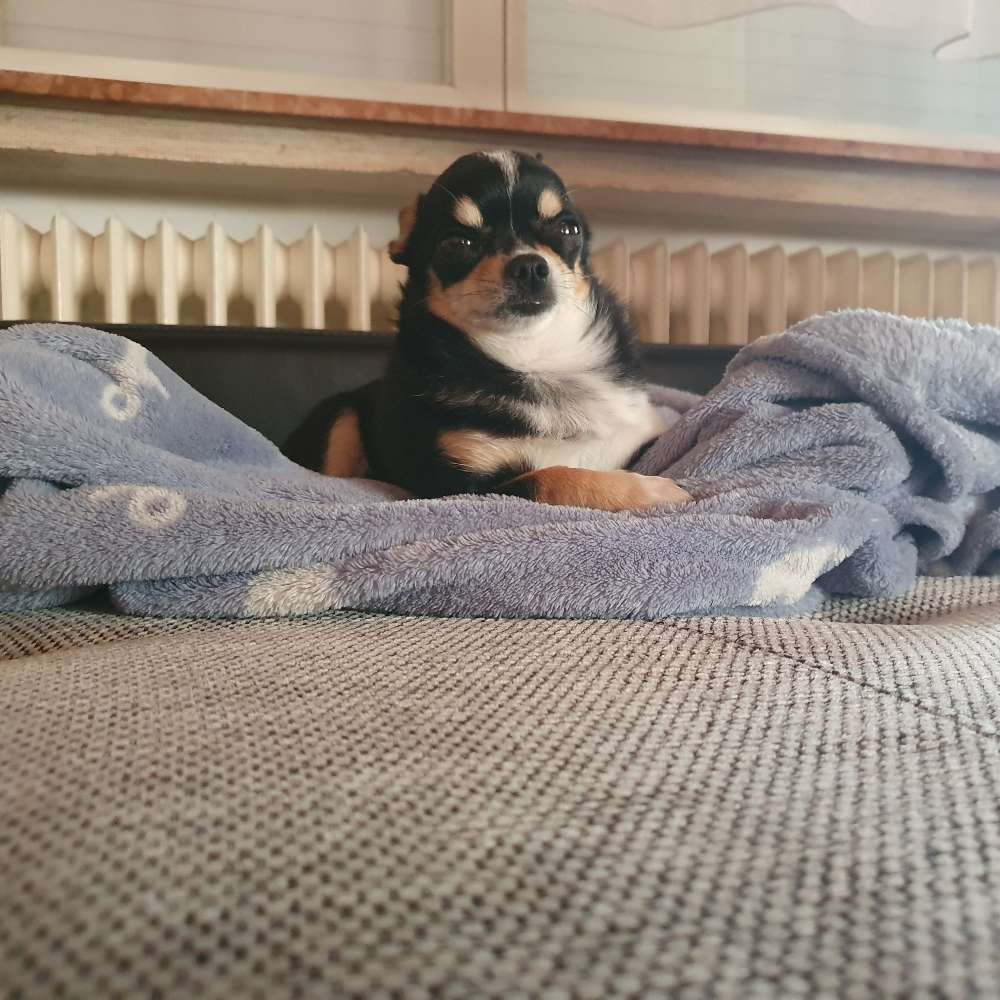 Hundetreffen-Gassi und Spieltreffen-Profilbild