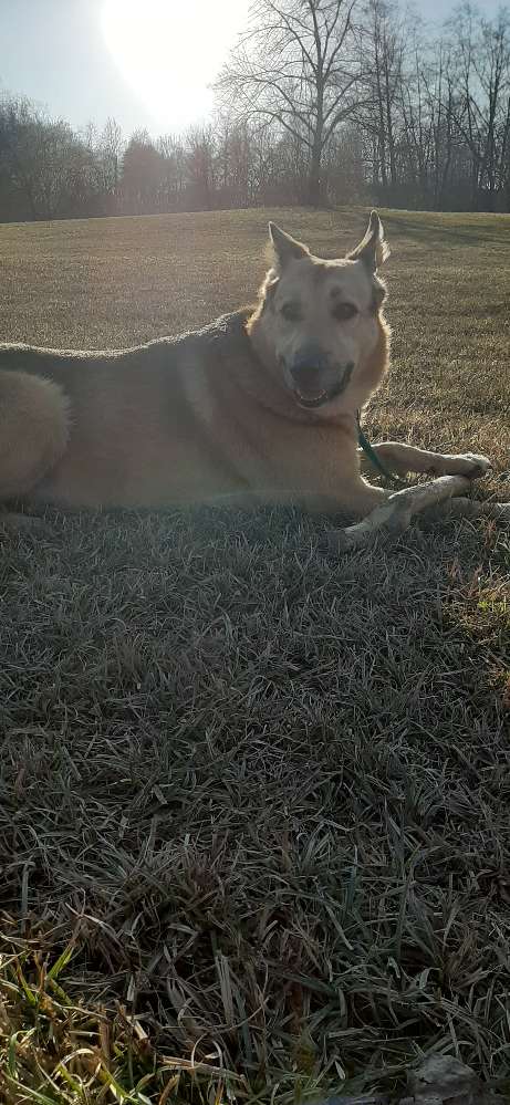 Hundetreffen-Treffen im Engelhaldepark-Profilbild