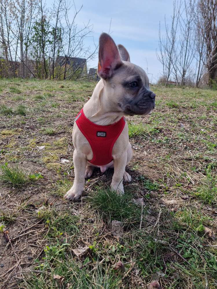 Hundetreffen-Welpen und Junghundetreffen-Profilbild