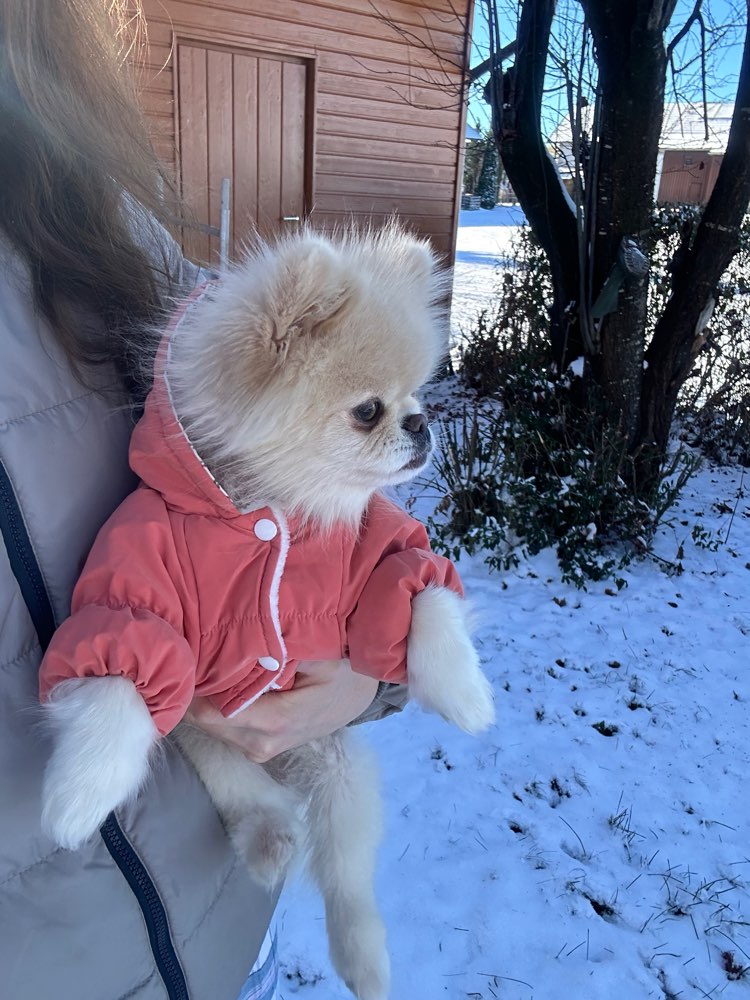 Hundetreffen-Playdate mit kleinen Hunden 🐾-Profilbild