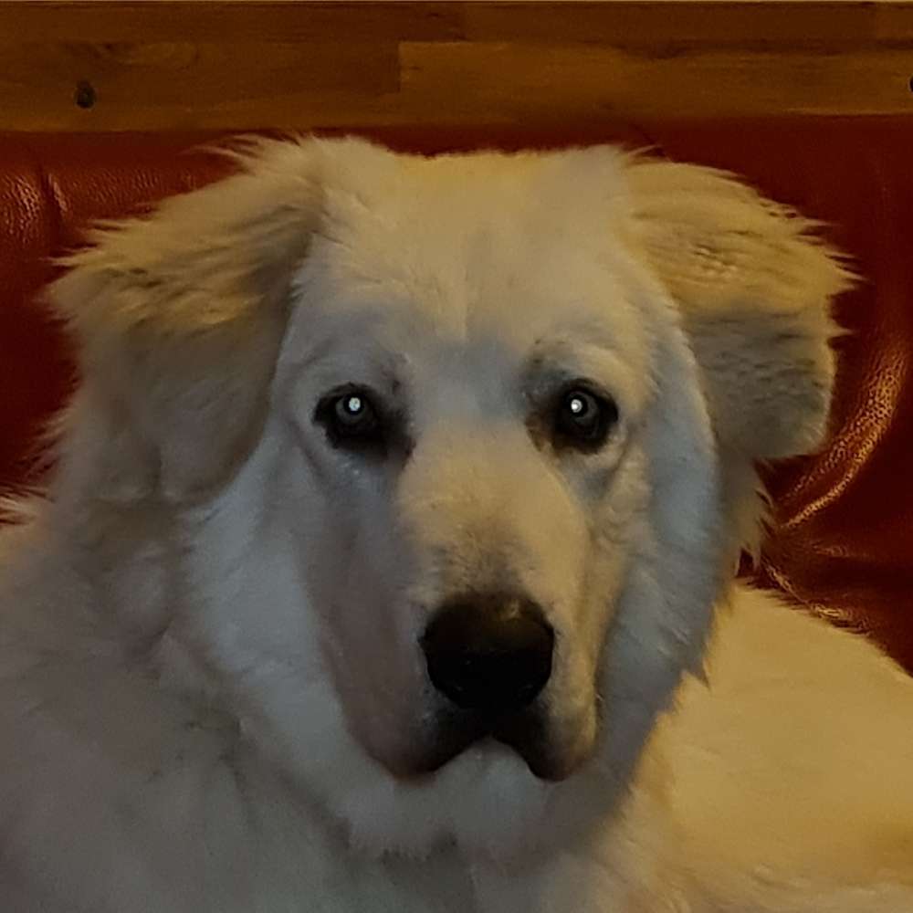 Hundetreffen-Zur Gassirunde u Spielen-Profilbild