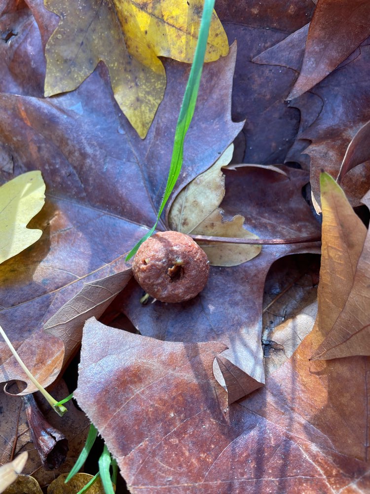 Giftköder-Eventuelle Köder-Profilbild