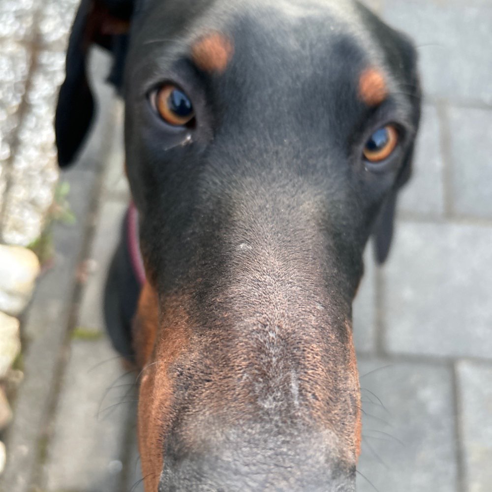 Hundetreffen-Hundefreund/in Gesucht-Profilbild