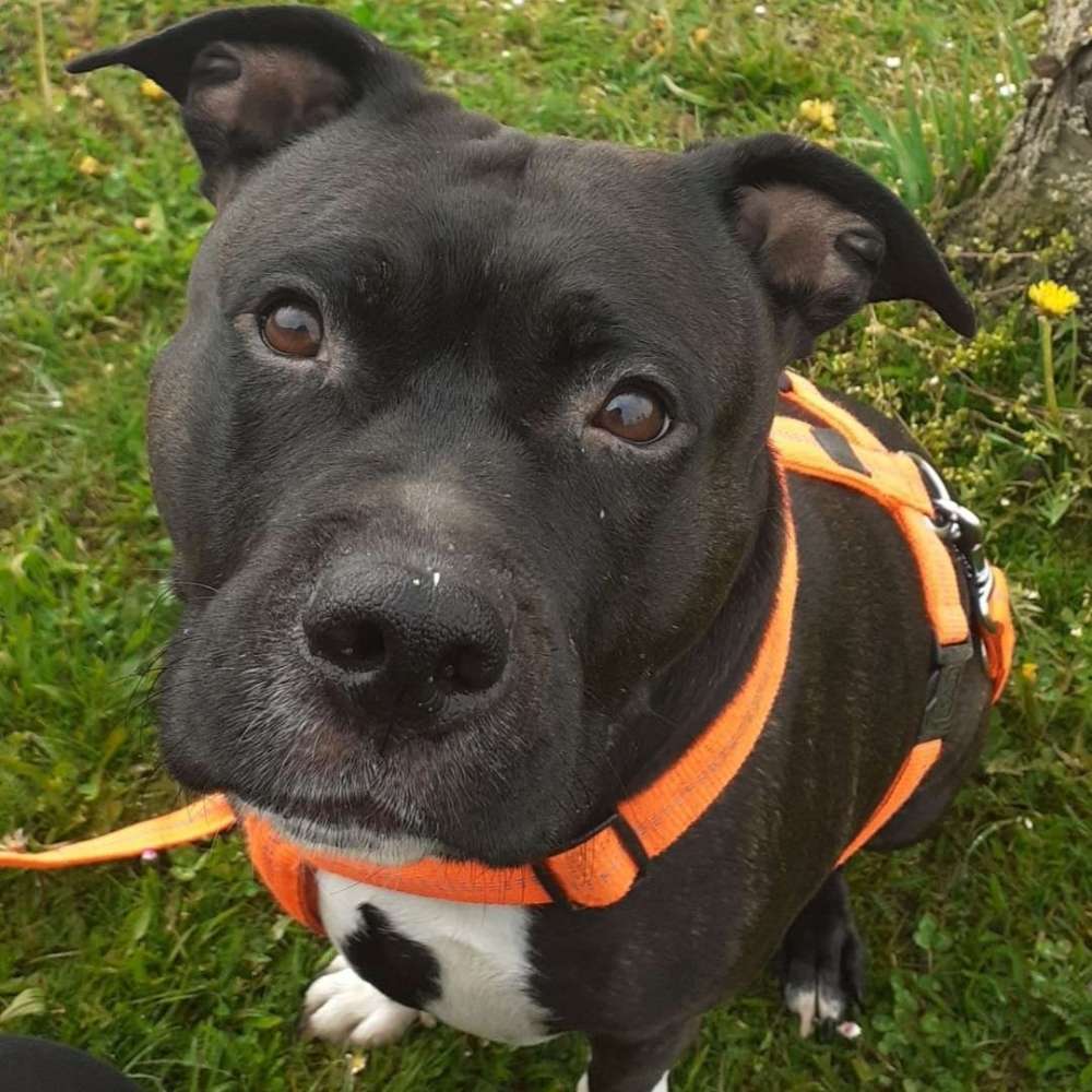 Hundetreffen-Spielrunde! :D-Profilbild