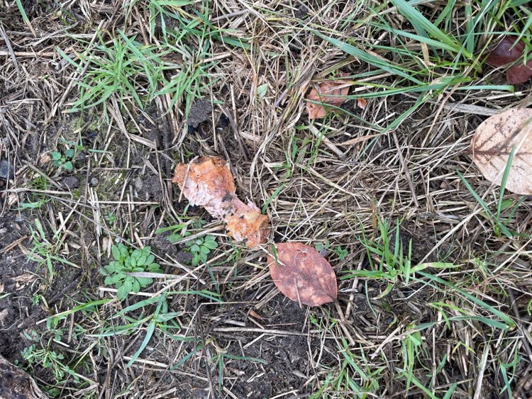 Giftköder-Knochen von Grillfleisch auf Hundewiese-Profilbild