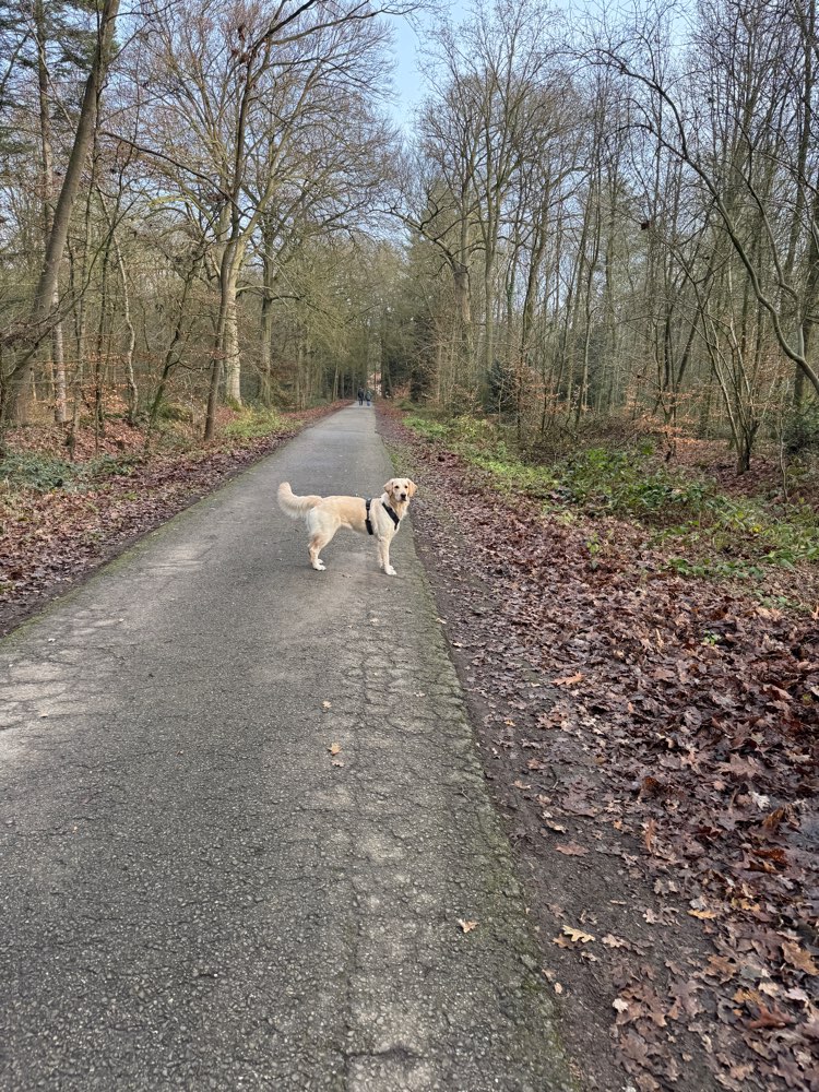 Hundetreffen-Retriever zum Spielen gesucht-Profilbild