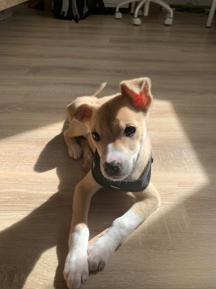 Hundetreffen-Welpenbuddy gesucht-Profilbild