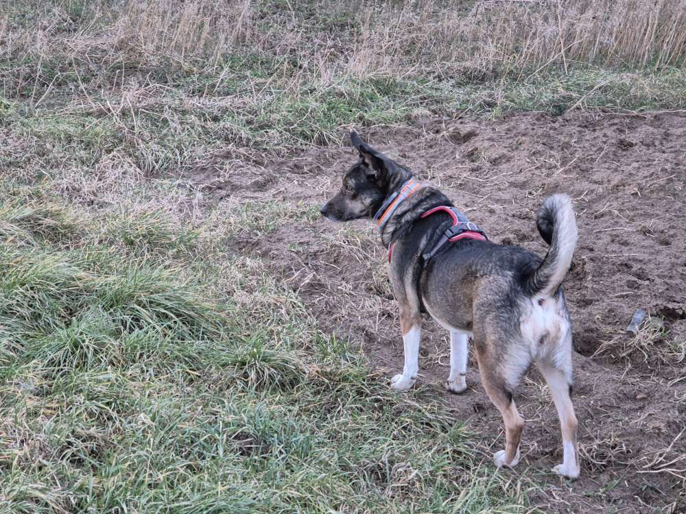 Hundetreffen-Penny sucht Spiel- und Gassikammeraden-Profilbild