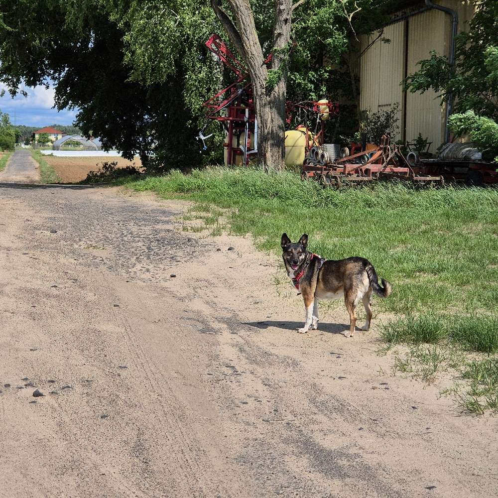 Hundetreffen-Penny sucht Spiel- und Gassikammeraden-Profilbild
