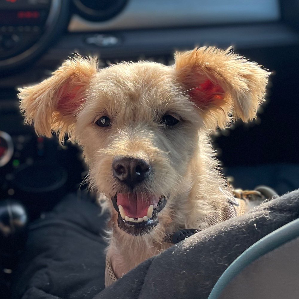 Hundetreffen-Spaziergang, spielen :)-Profilbild