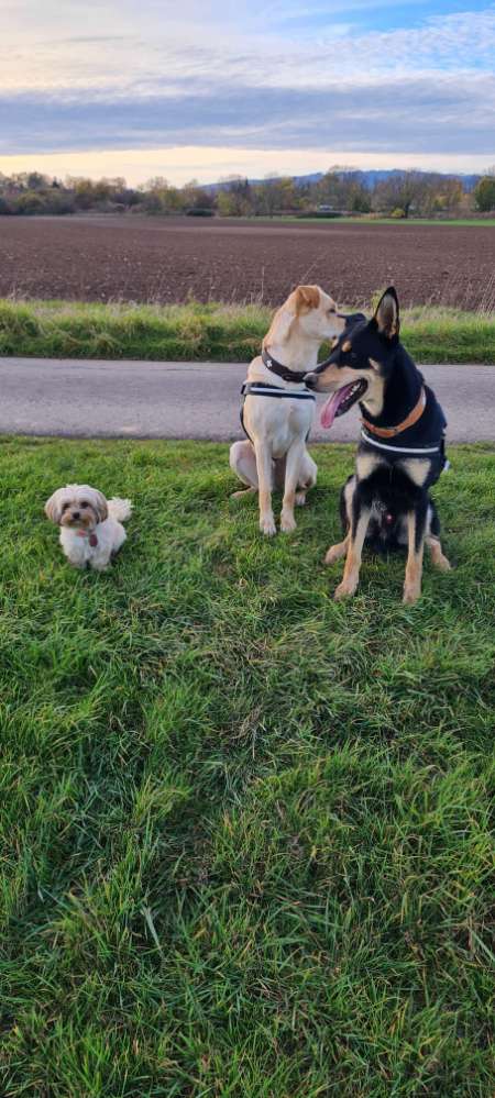 Hundetreffen-Gassirunde, Toben, Laufen, Spielen, Schnüffeln, Spass-Profilbild