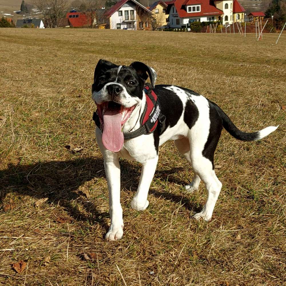 Hundetreffen-Spielrunde-Profilbild