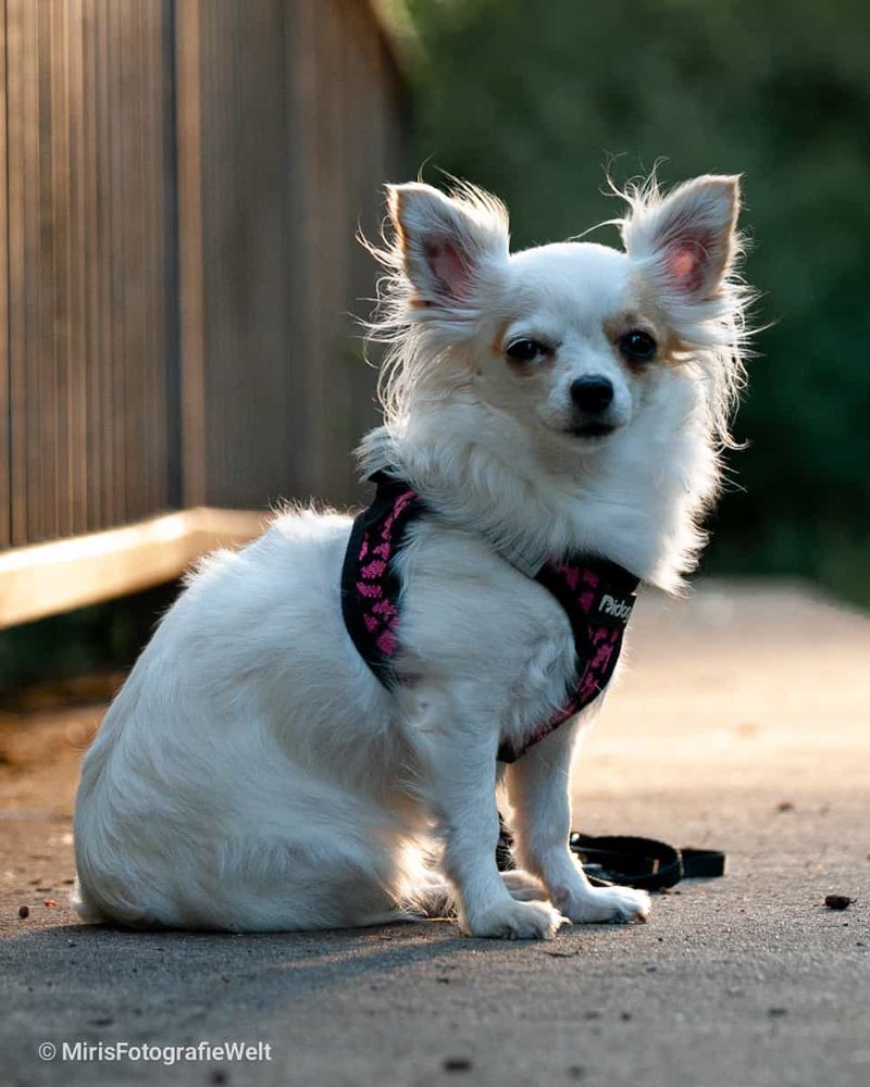 Hundetreffen-Kleinhunde Treffen-Profilbild