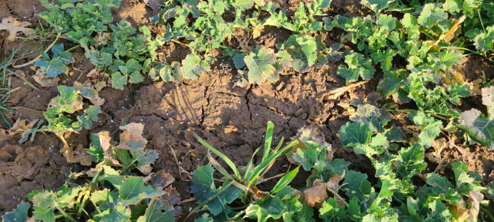 Giftköder-Weiße Kügelchen-Profilbild