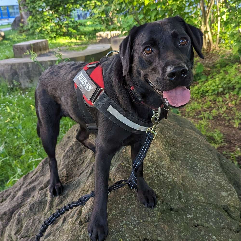 Hundetreffen-Dog walk in Albisrieden area-Profilbild