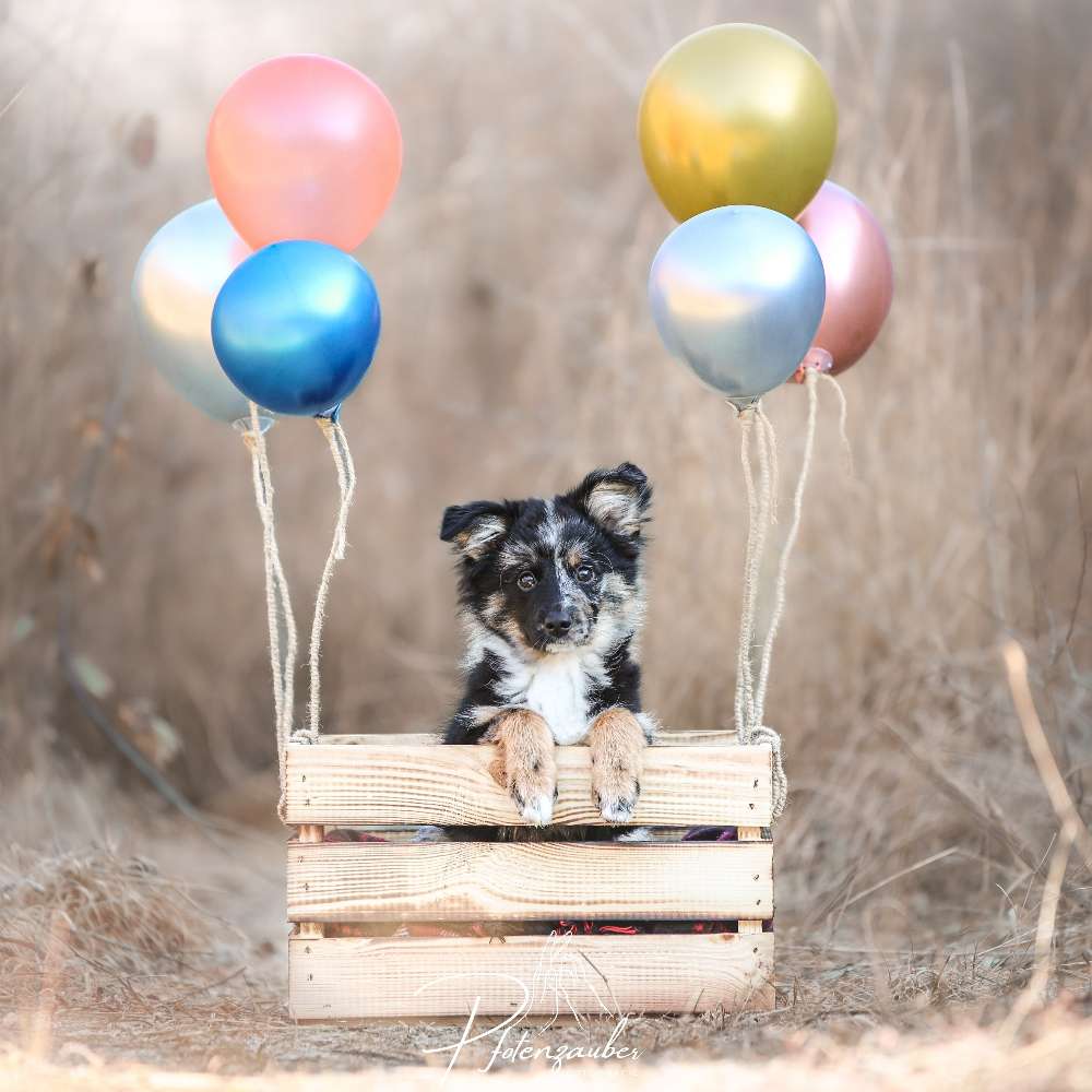 Hundetreffen-Fotoshooting-Profilbild