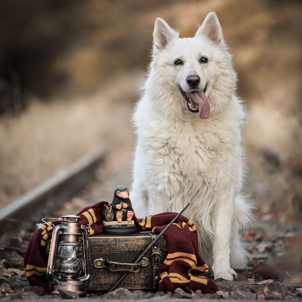 Hundetreffen-Fotoshooting-Profilbild