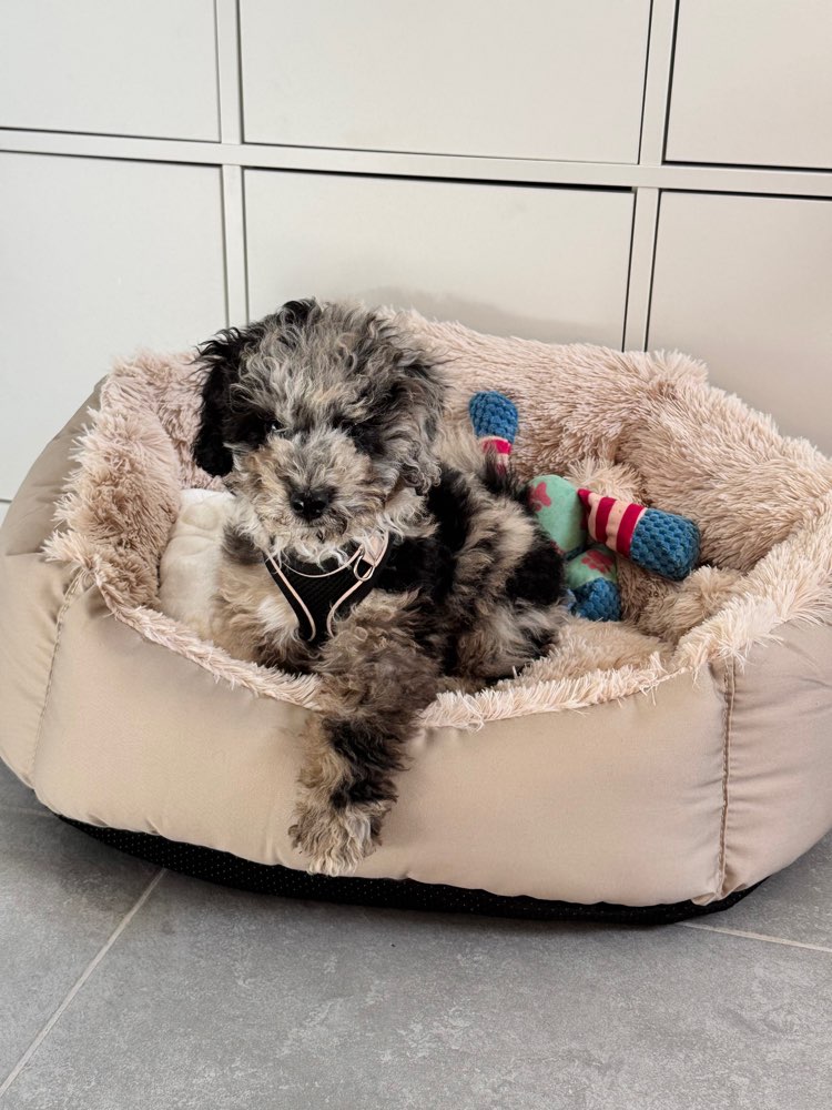 Hundetreffen-Spielkamerad für Welpen gesucht – Reichelsheim & Umgebung-Profilbild