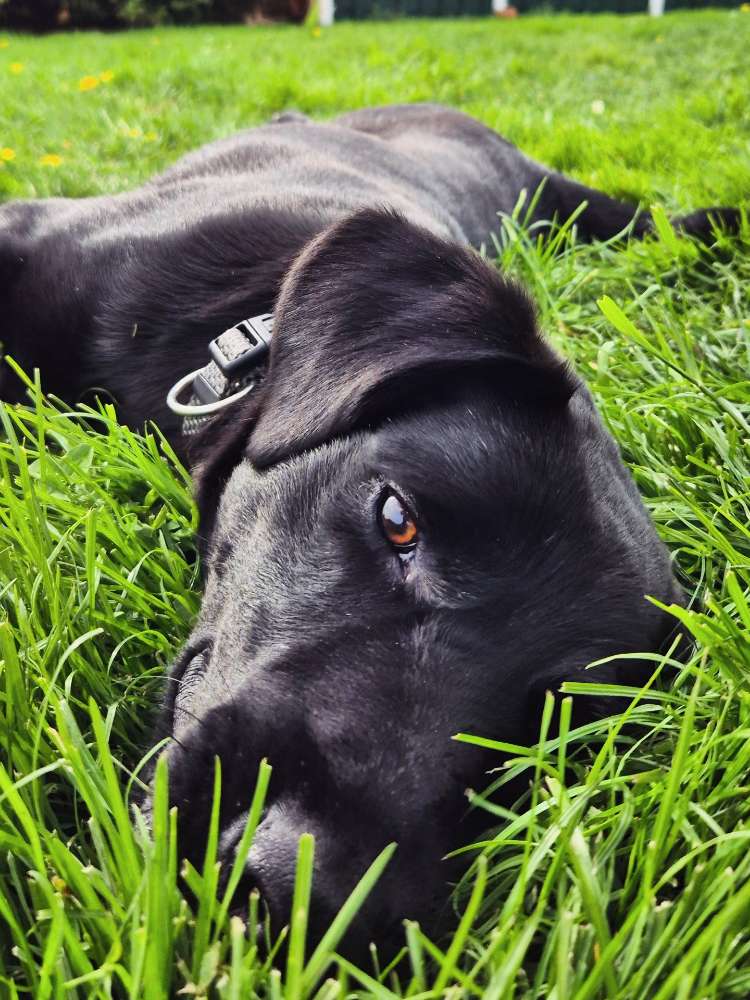 Hundetreffen-Trainingspartner/Gassi-Geh-Partner gesucht 🐶-Profilbild