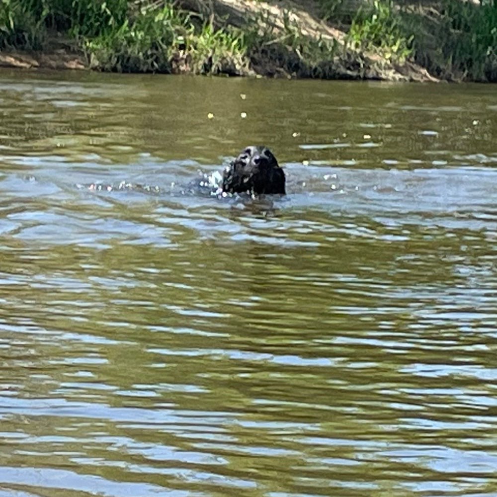 Hundetreffen-Spielkamerad gesucht-Profilbild