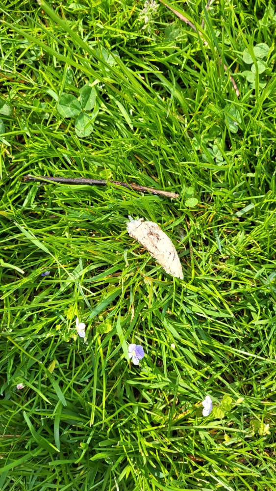 Giftköder-Eventueller Giftköder-Profilbild