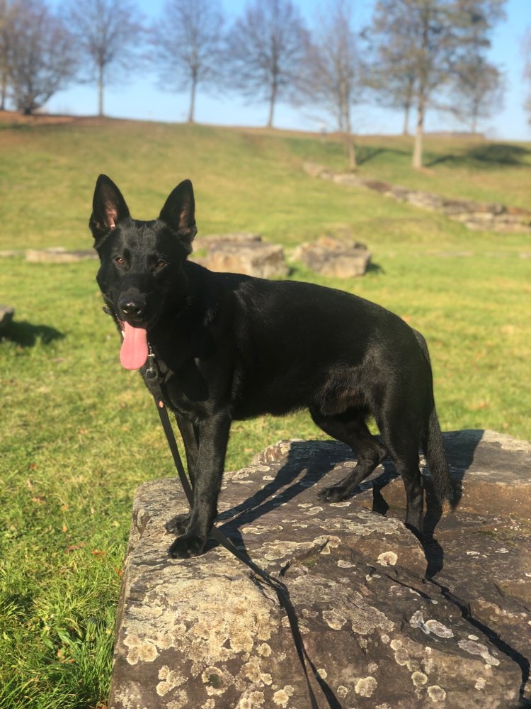 Hundetreffen-Training an der Leine und Co.-Profilbild