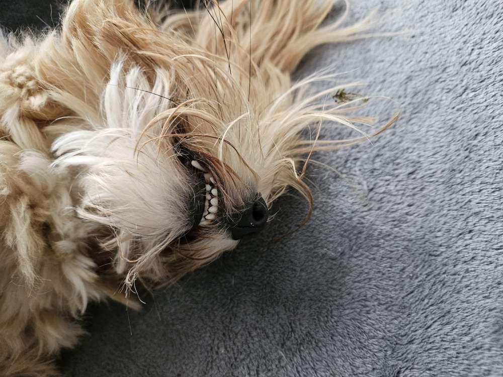 Hundetreffen-Gemeinsames Training und Hundespaziergang-Profilbild