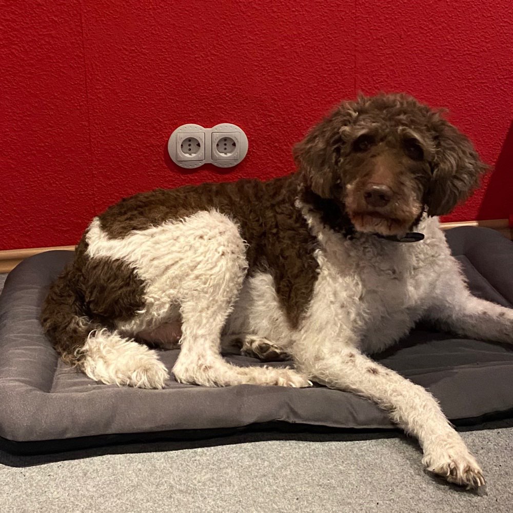 Hundetreffen-Gassirunde oder Spielrunde 😊-Profilbild