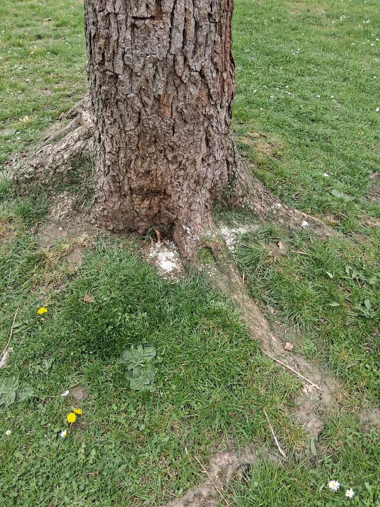 Giftköder-Eventuell Giftköder-Profilbild