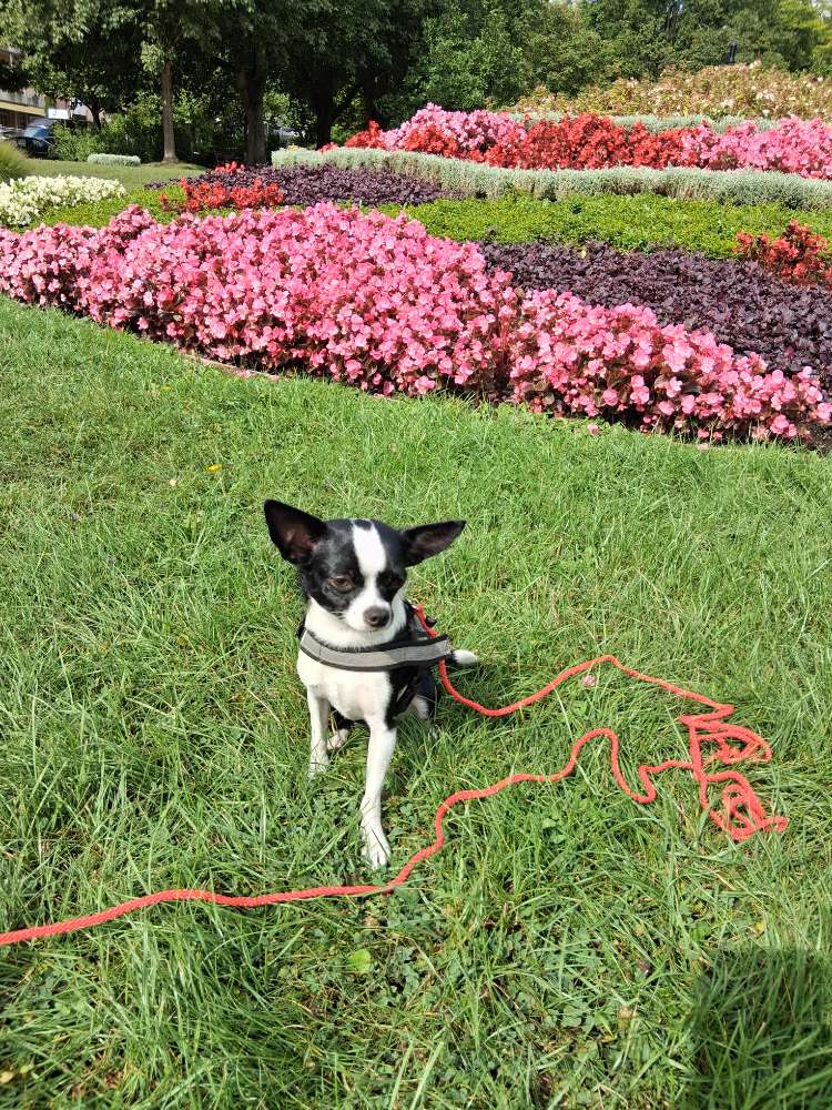 Hundetreffen-Junger Chihuahua sucht Spielgefährten-Profilbild