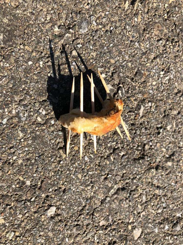 Giftköder-Giftköderalarm-Profilbild